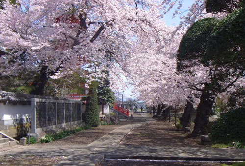 柳沢寺は4月上旬～中旬　桜・椿の花が見ごろです