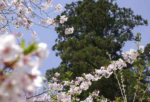柳沢寺は4月上旬～中旬　桜・椿の花が見ごろです