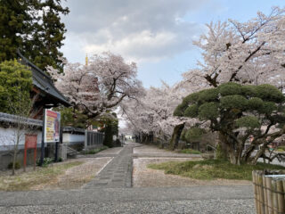 春の境内